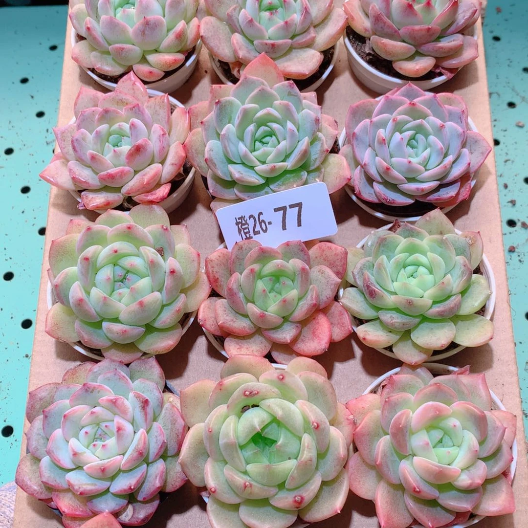 26-77一物一拍多肉带盆18颗