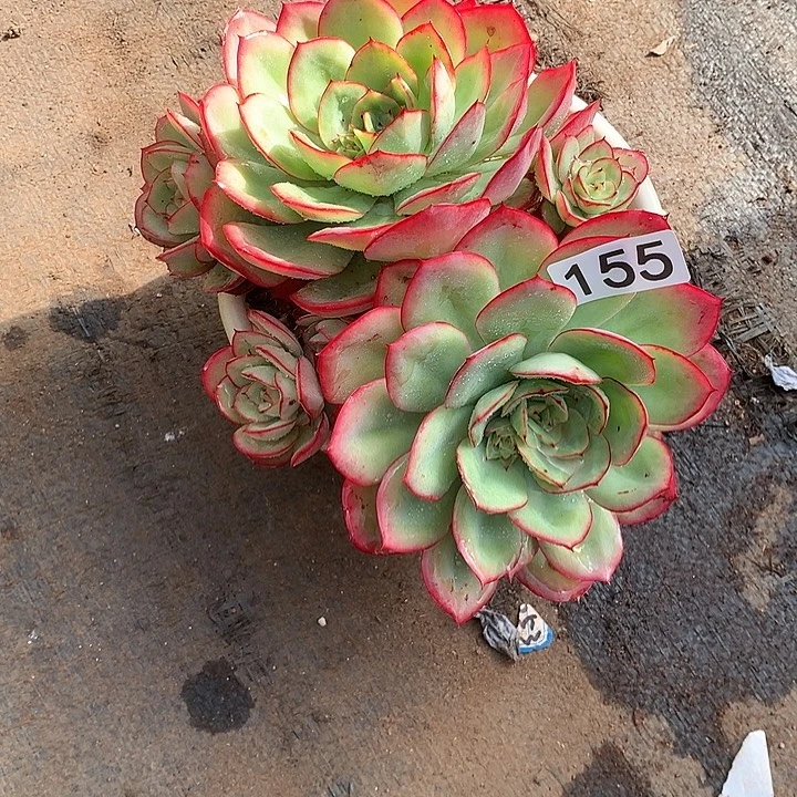 155牡丹亭 一物一拍多肉