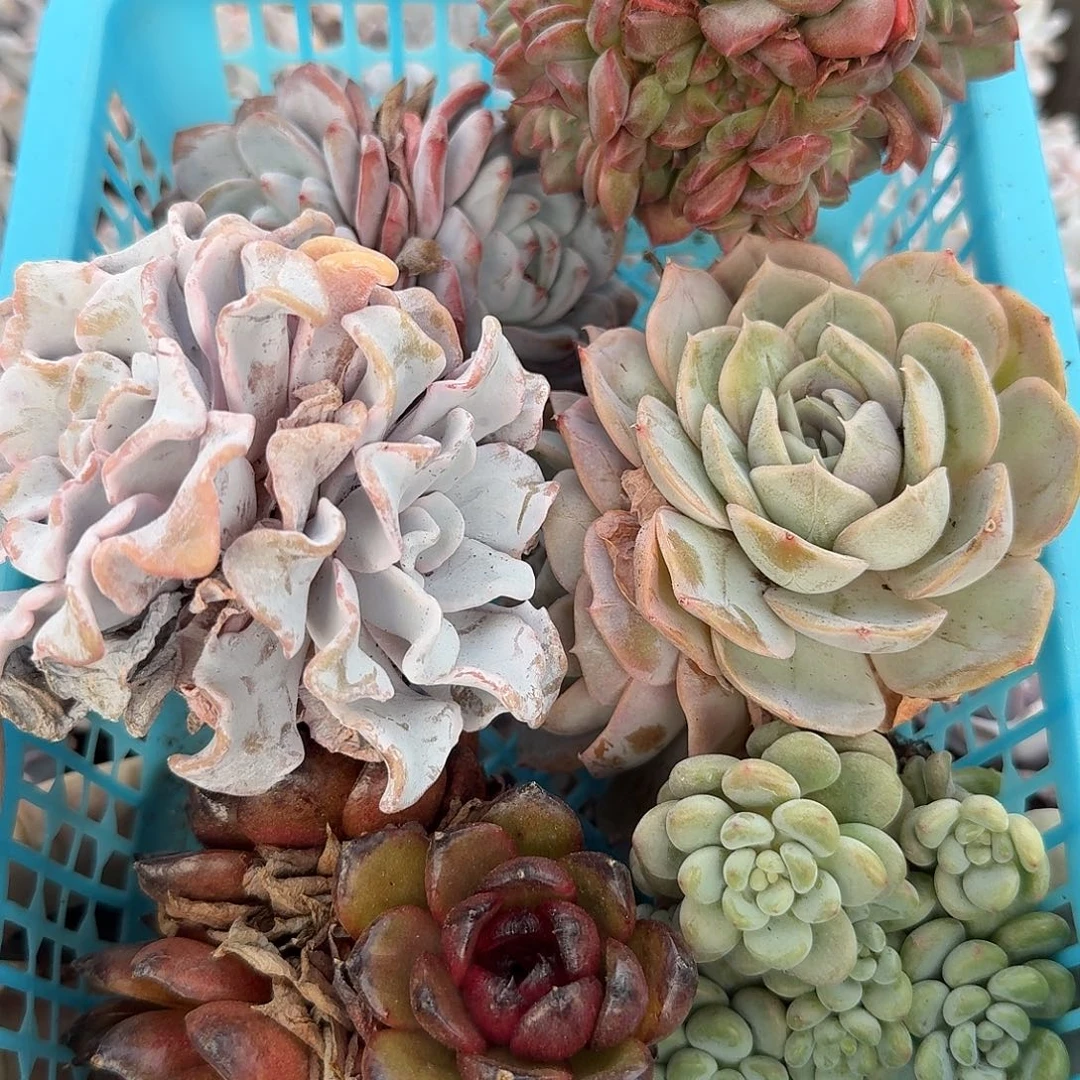 1122-多肉组合03（量拍）6颗