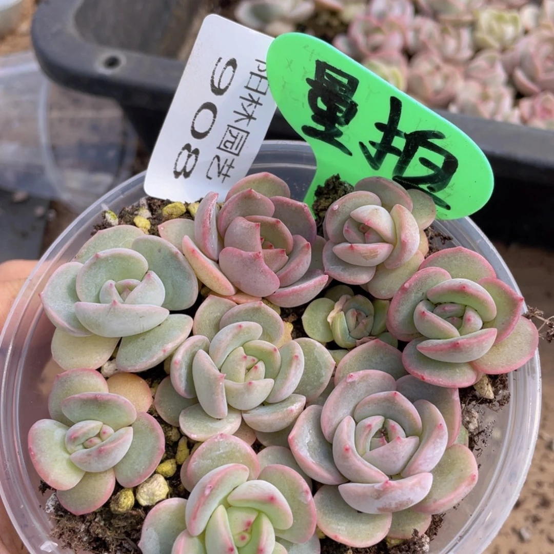 量拍多肉植物多肉植物908