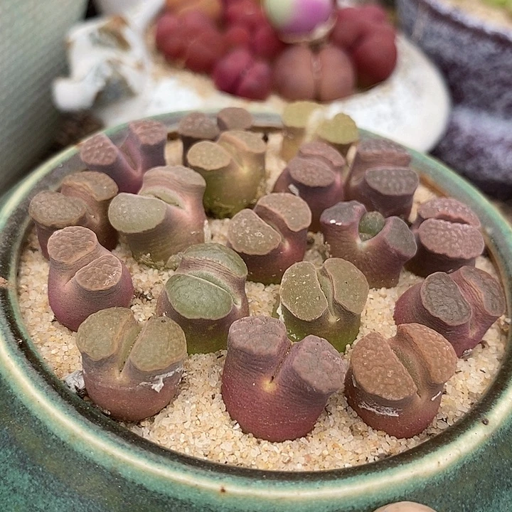 25517大磁铁一颗  大大的