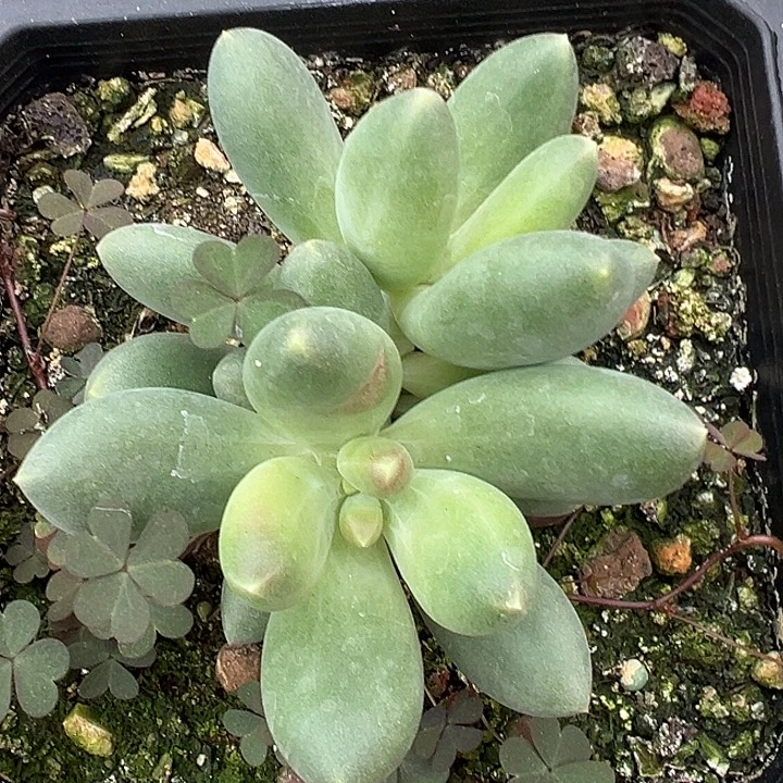 蓝眼睛个体美人一物一拍