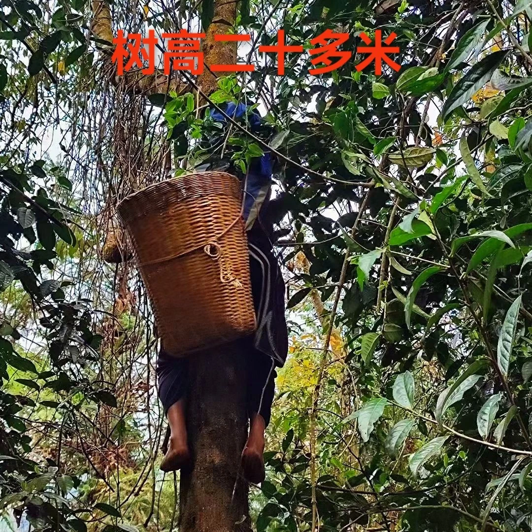 缅甸高杆古树班章茶气临沧茶的糖甜普洱茶《品鉴装》