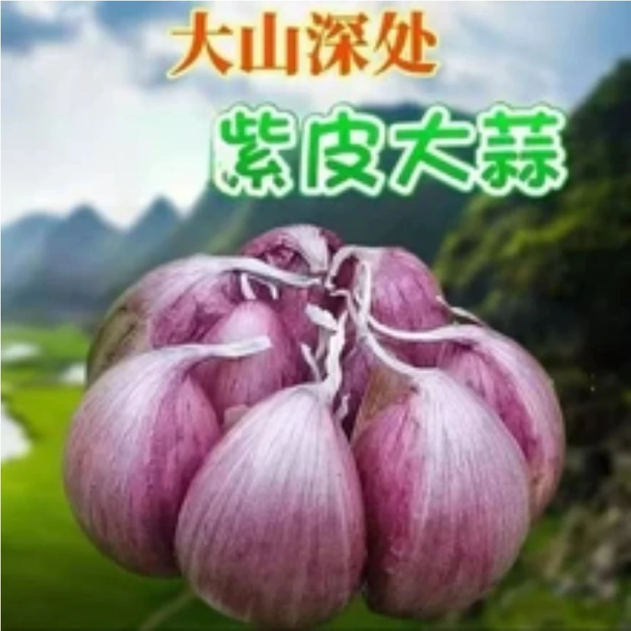 (助农特惠)2025新蒜大果湿蒜可做腊八蒜糖醋蒜助农特惠价 通