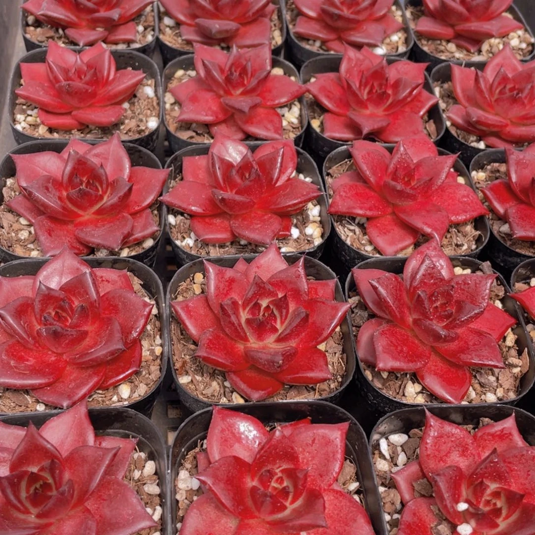 量拍35号 血色罗宾单头一个