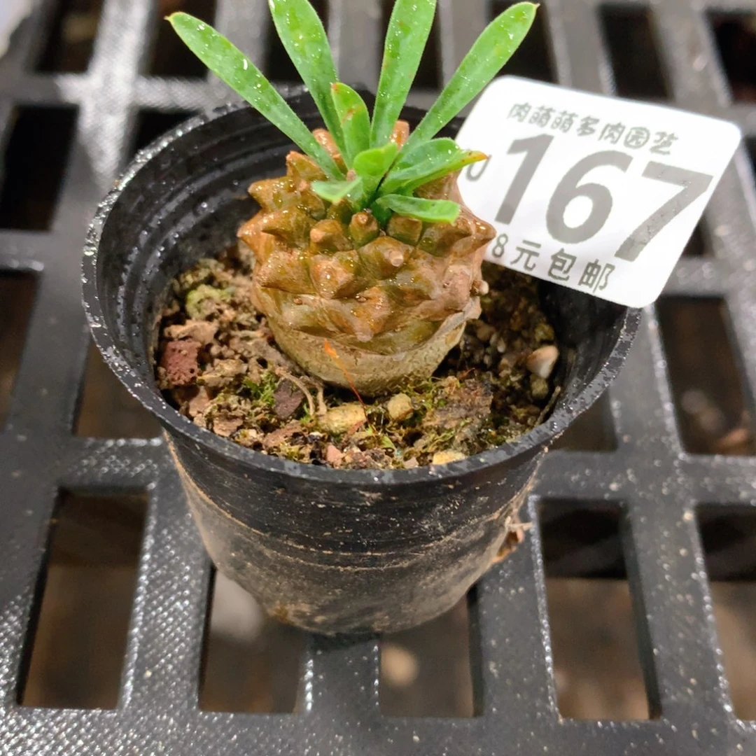 肉萌萌拇指盆精控多肉YU167