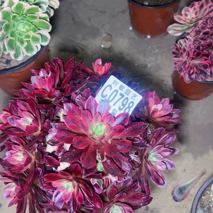 婚纱多肉植物法师0798