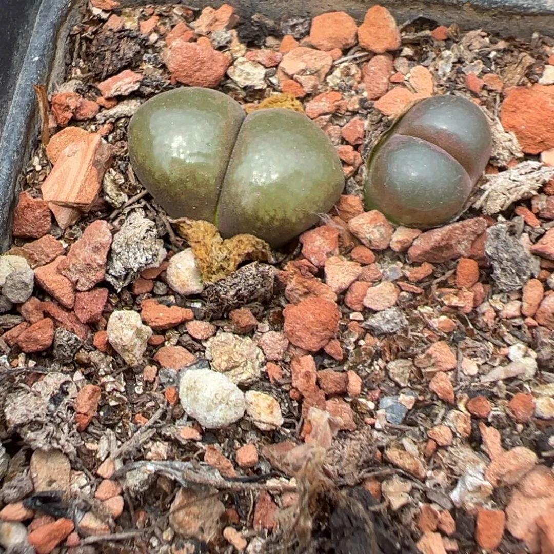 7-233肉锥多肉植物
