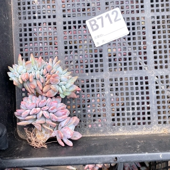 童***712粉兔缀丫呀呀呀