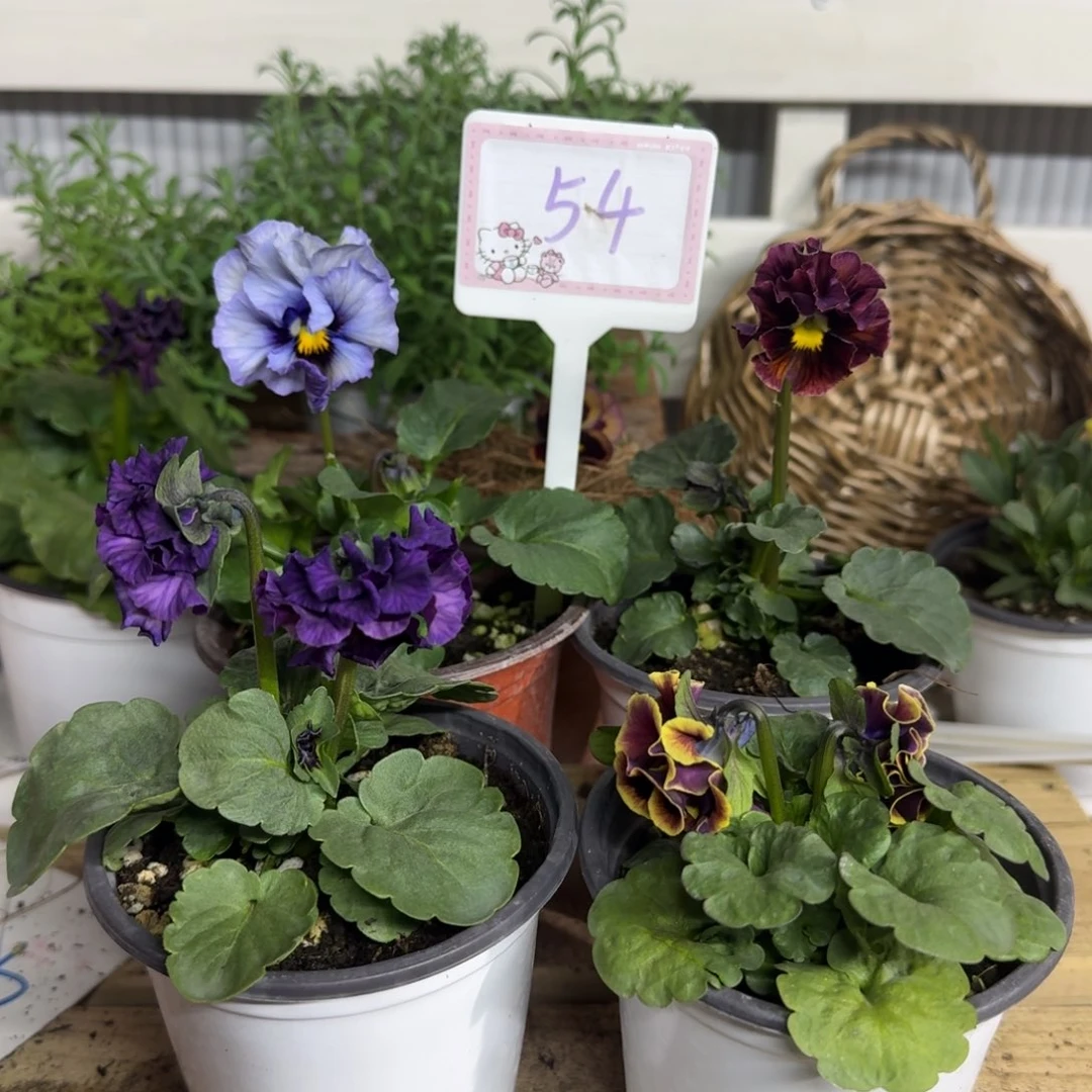 全部花朵1206  抖音54组4棵