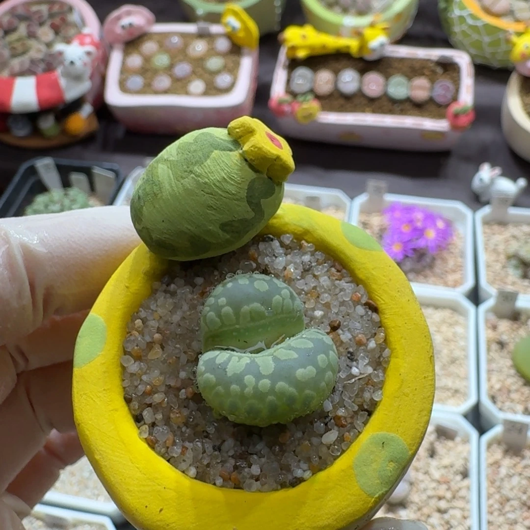 0913-12连盆带花葫芦牙齿