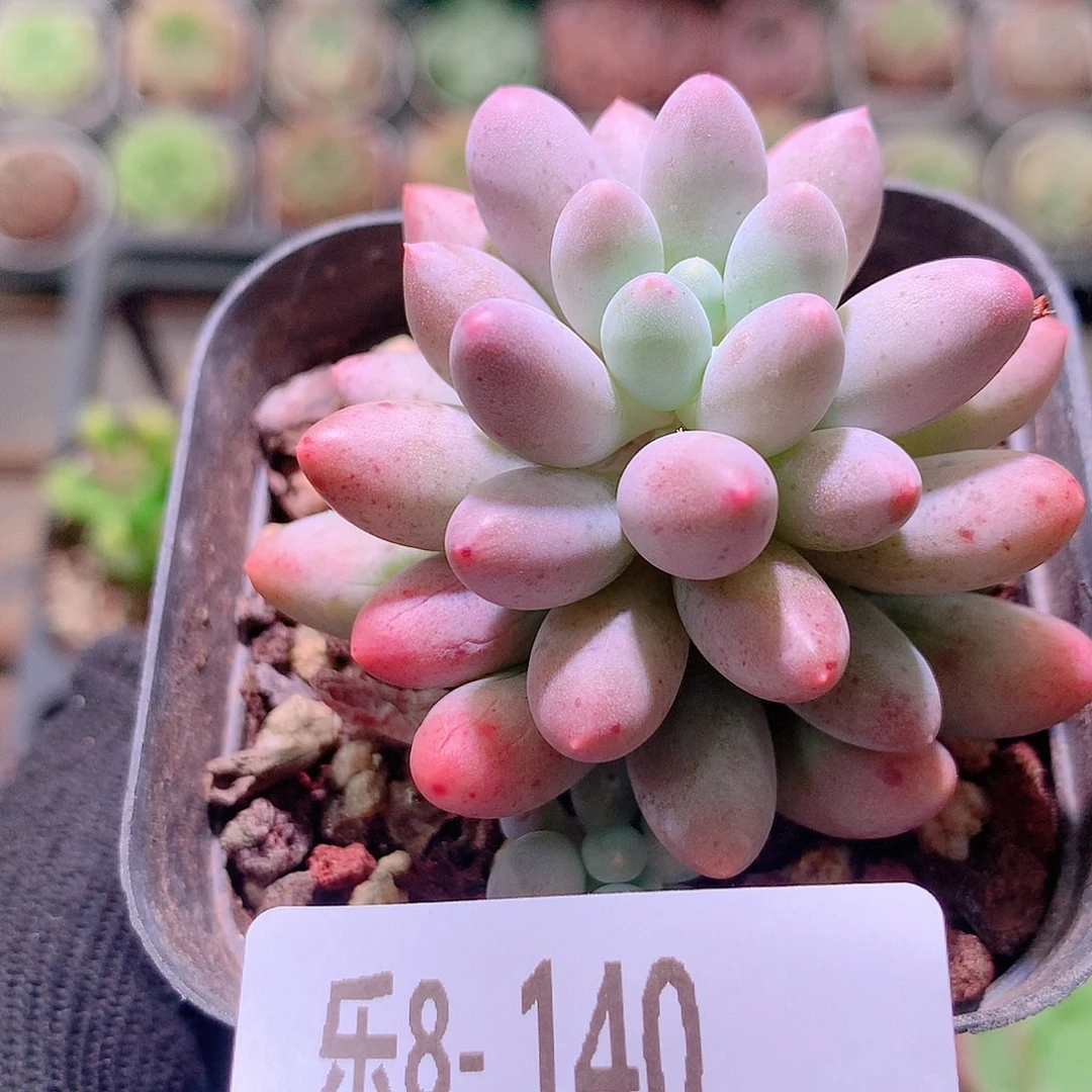 乐然8-140 婴儿手指