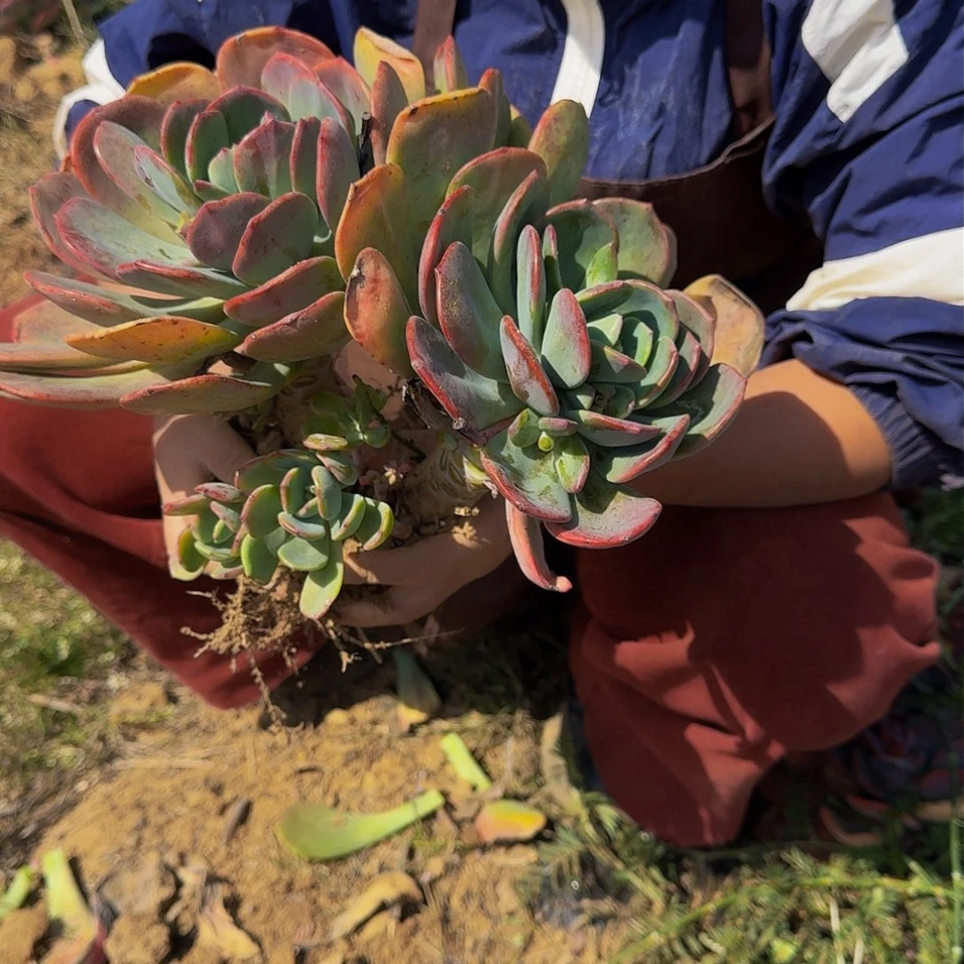夕雾 一颗 不包损