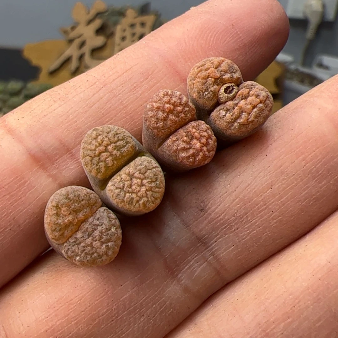 【闪购商品】000000020