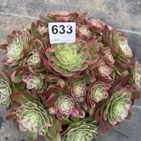 633莲花22厘米左右