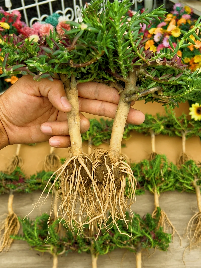 【老桩】牡丹玫红王重瓣太阳花老桩 宿根多年生耐晒耐热