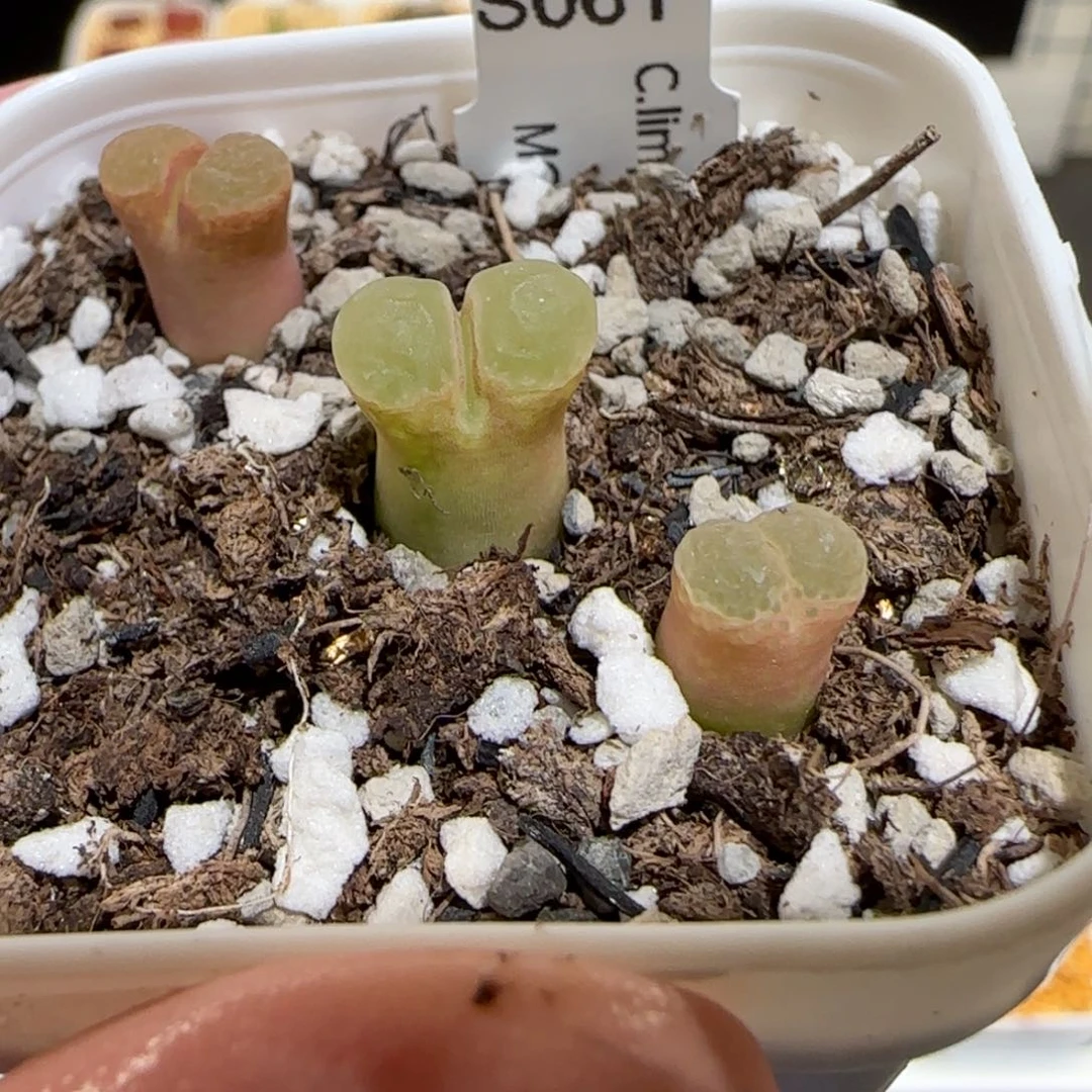 肉锥多肉植物百科-粉樱一盆1606