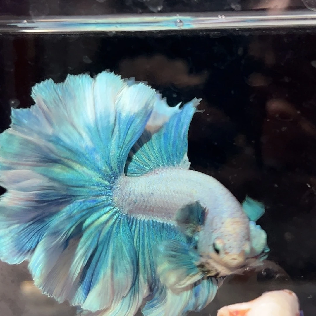 斗鱼8号大高被蓝绿清货价