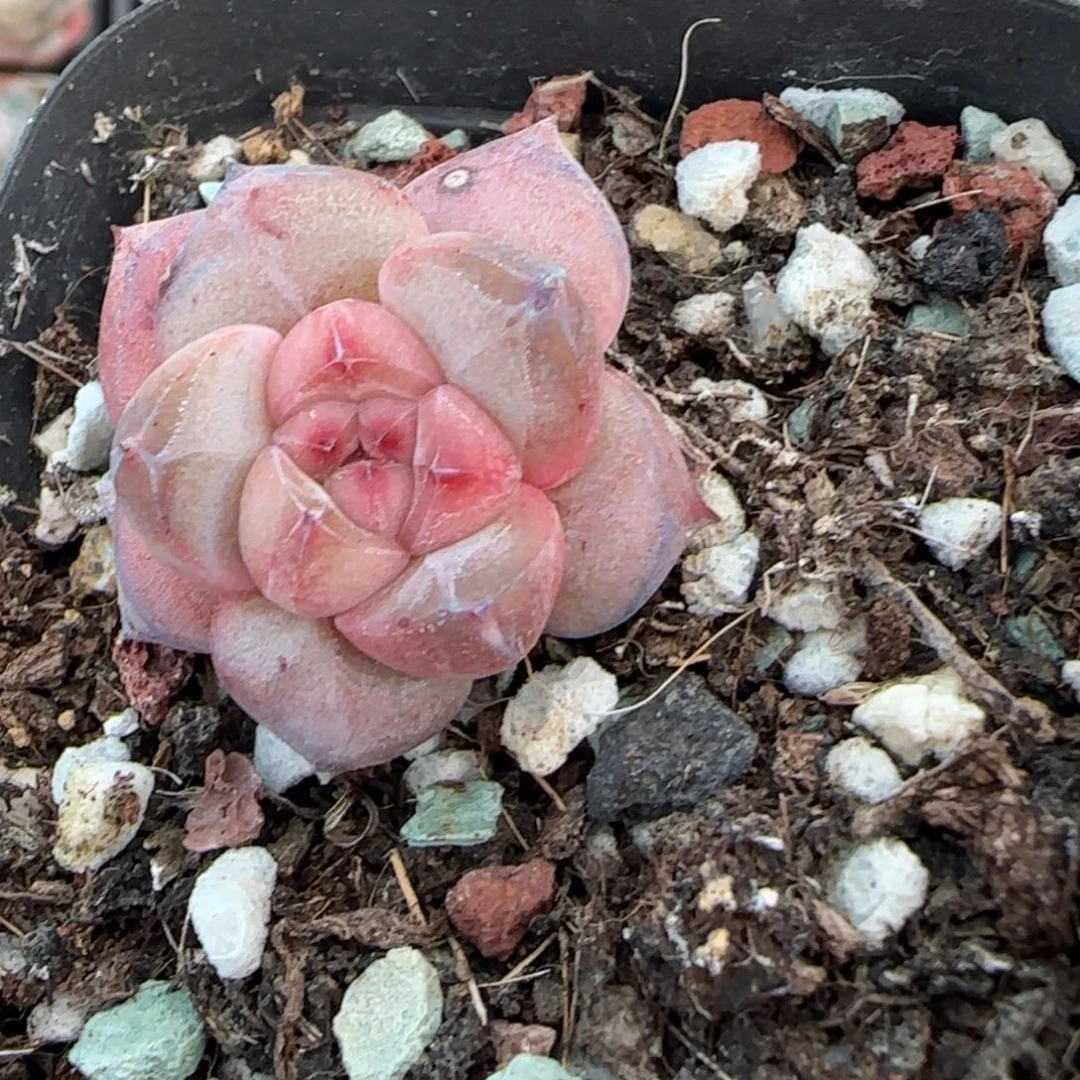 小卡拉米糖心一物一拍