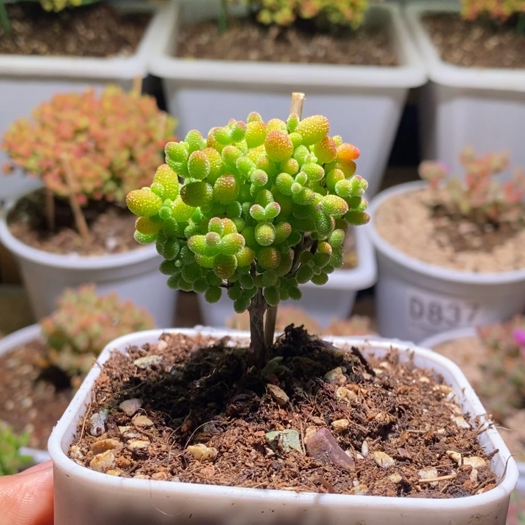 .****.金桔糖球枝干番杏223带盆土