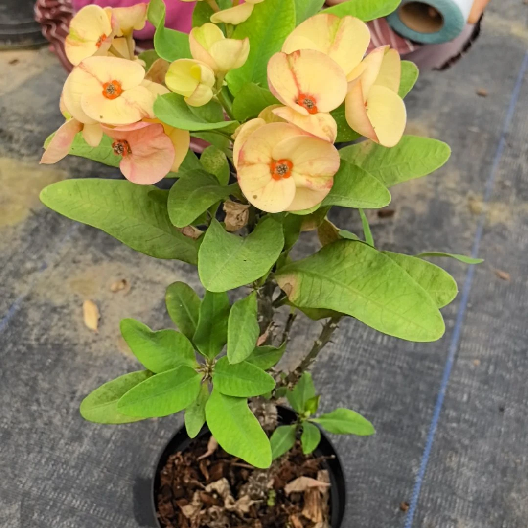 半***后完全开放香草芝士直播间一物一拍