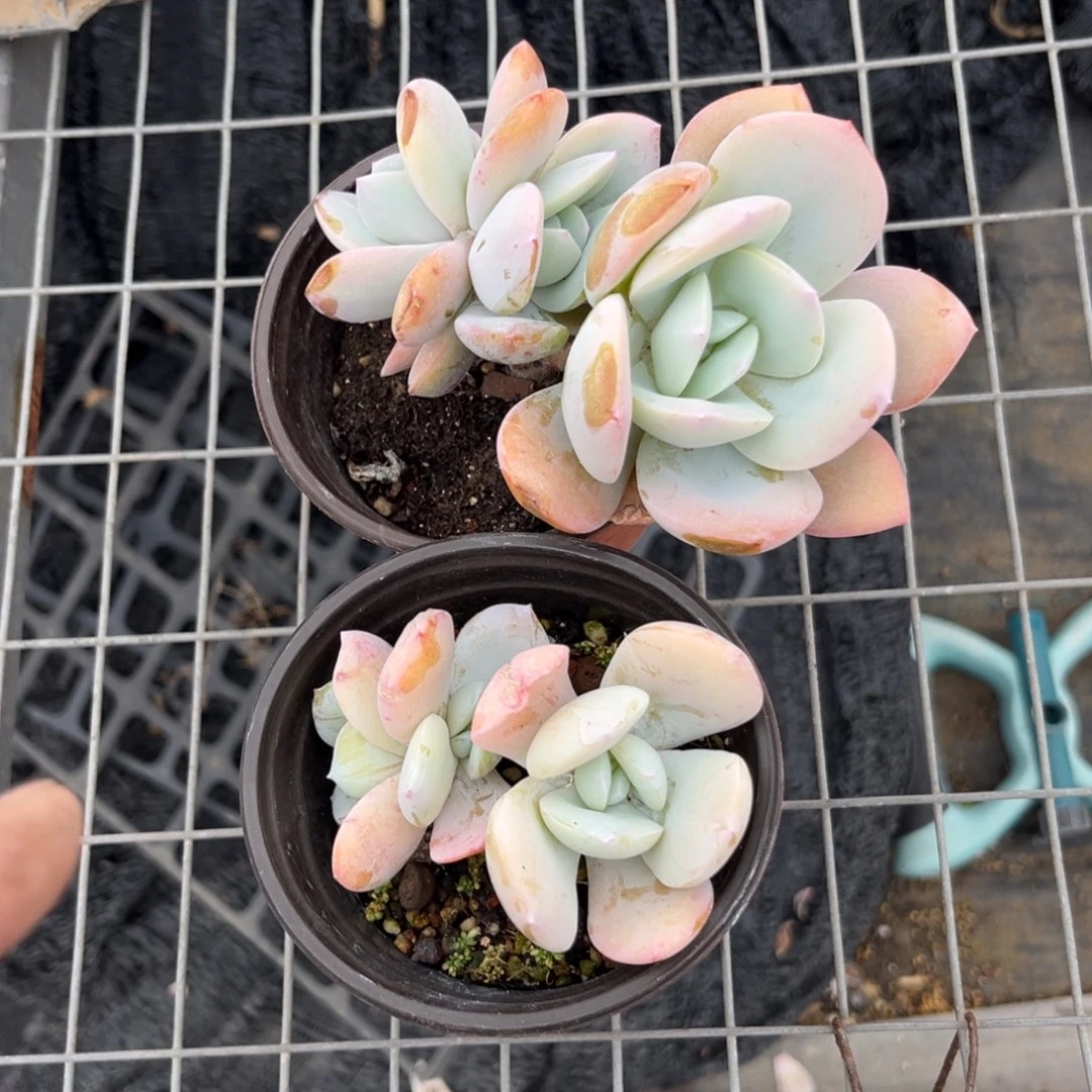 R***.奶茶多肉植物精油2个
