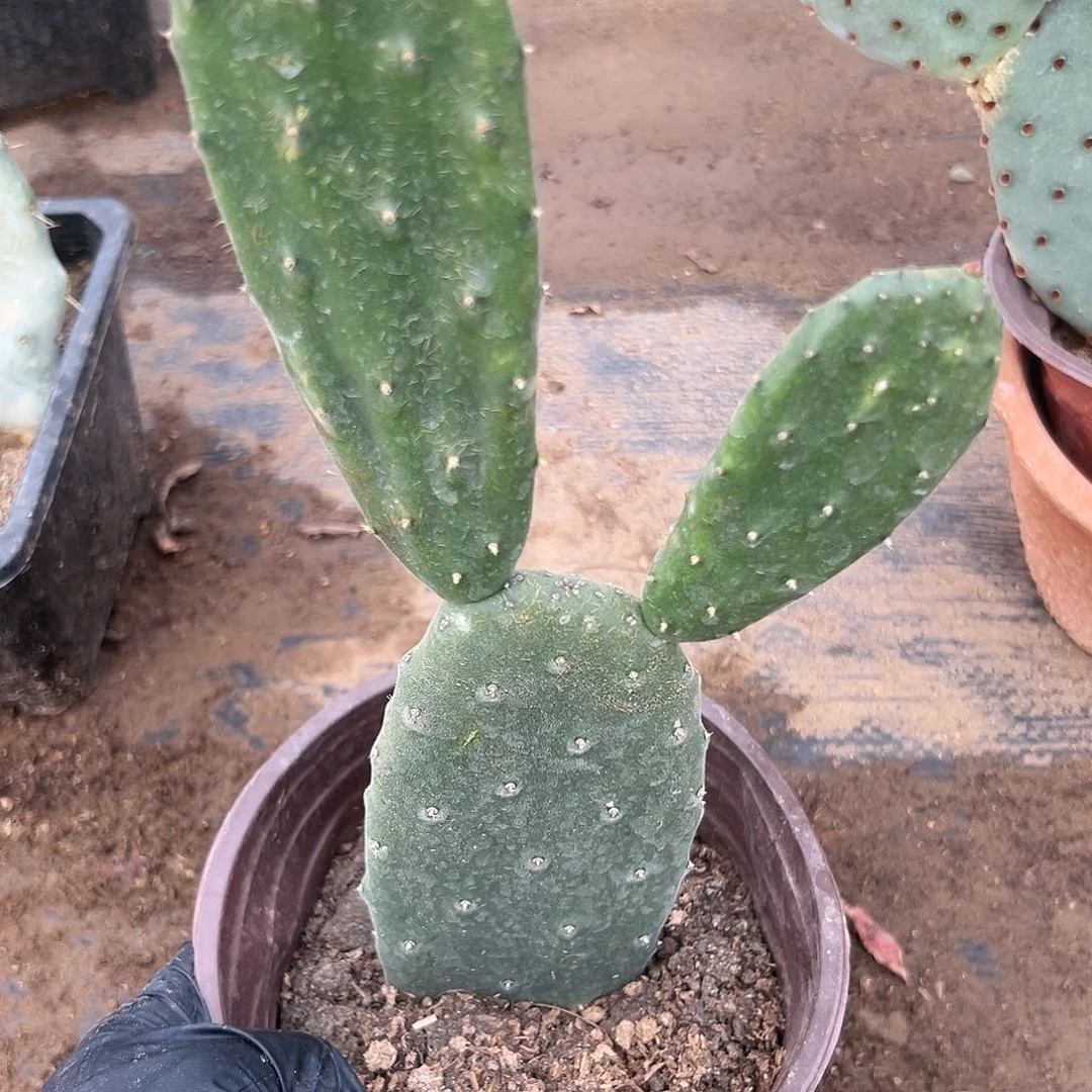 呃呃呃呃呃呃呃呃呃呃