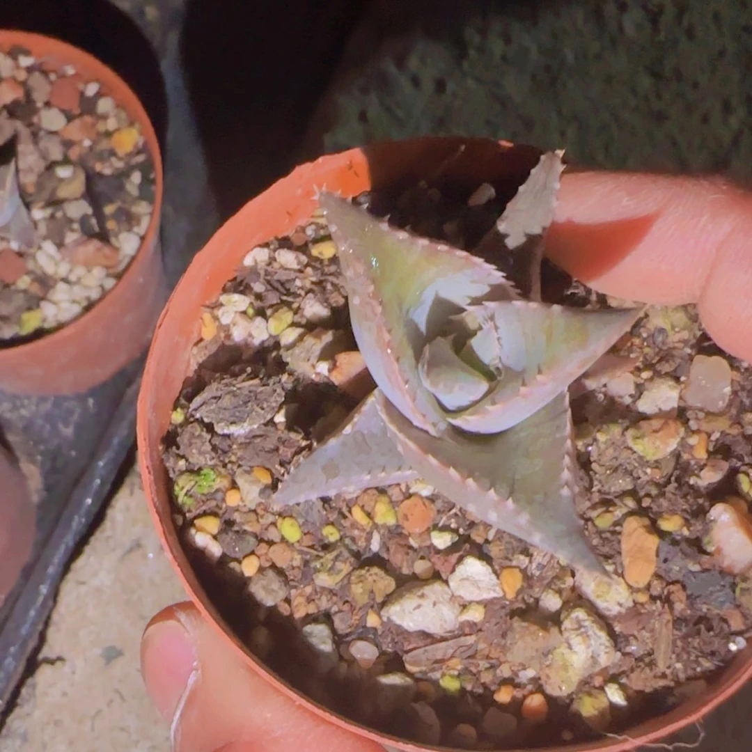 觉*师块根植物块根植物