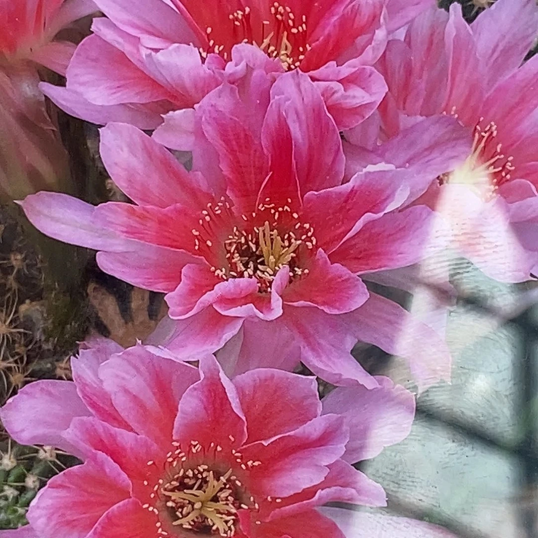 丽 原红侧芽 歪 20包邮4公分