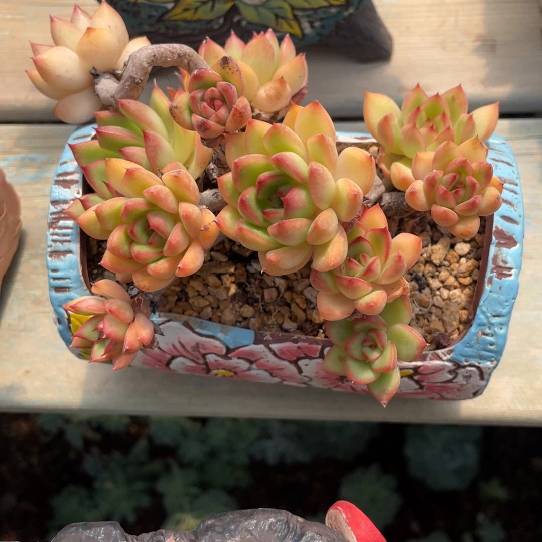 东云多头群生红色溏心