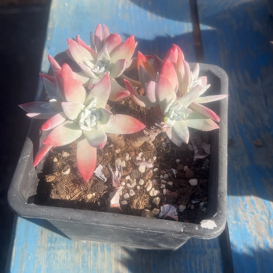 原产地流丹白豪一物一拍1728