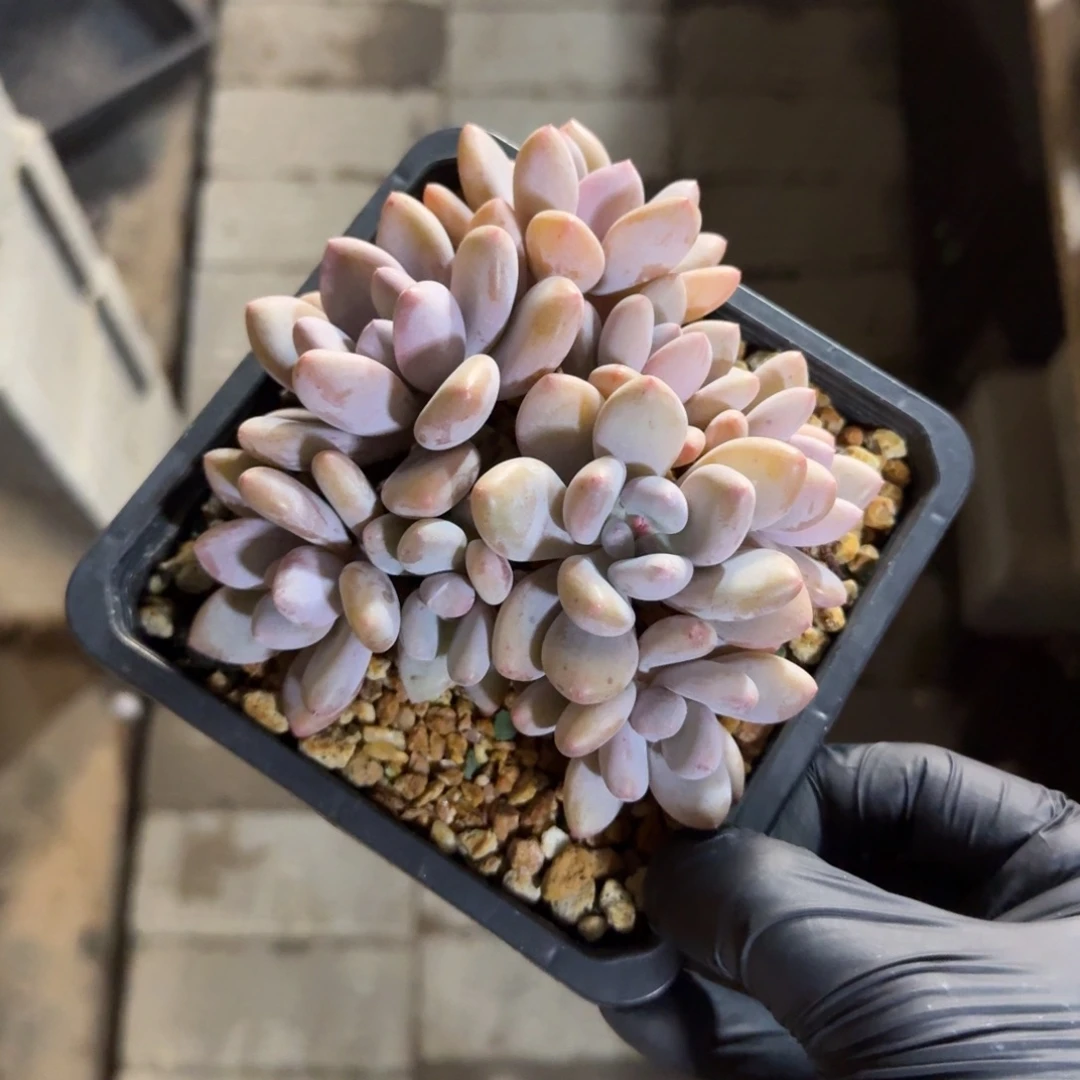 三明治美人1111111111111111111