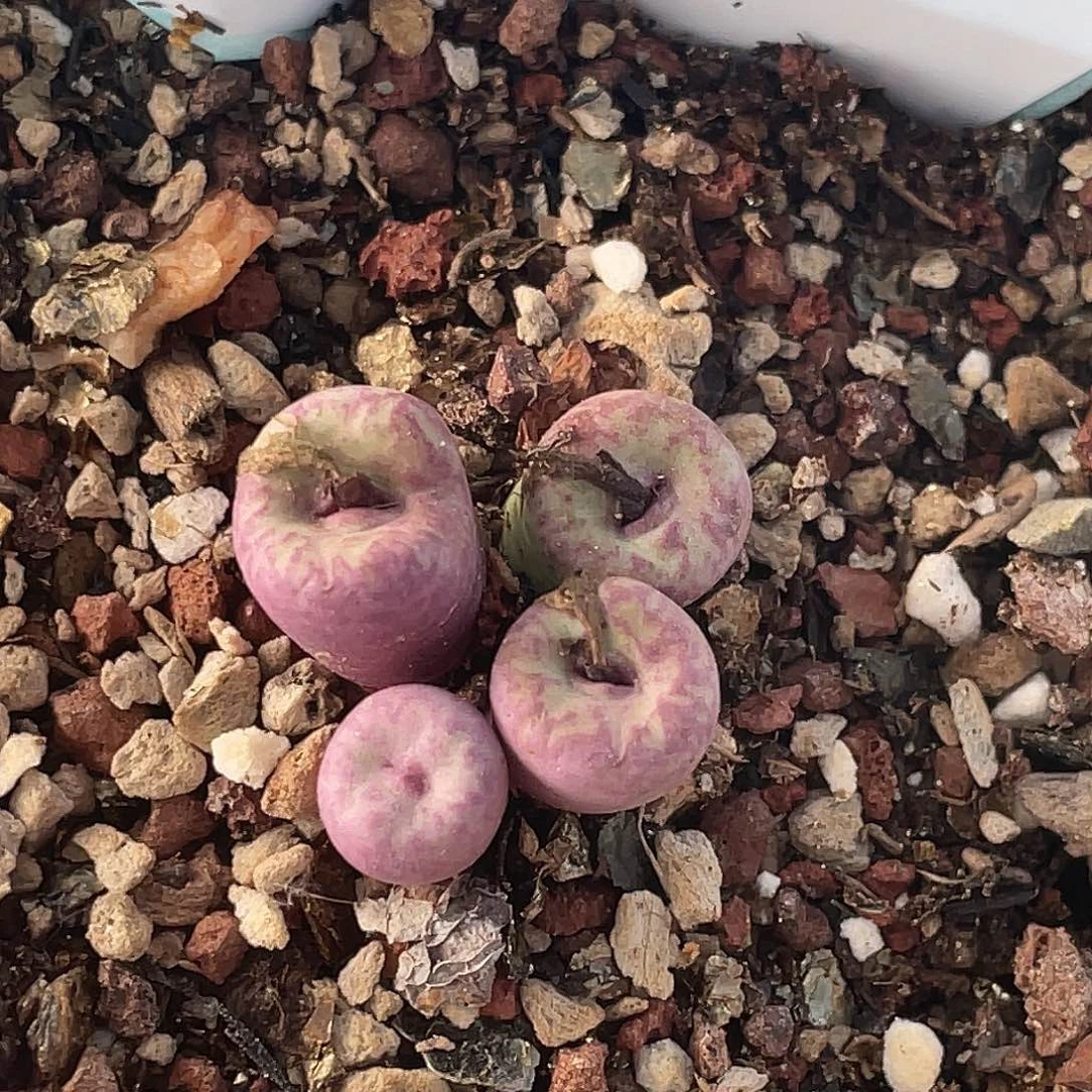 27-56紫嘴多肉植物