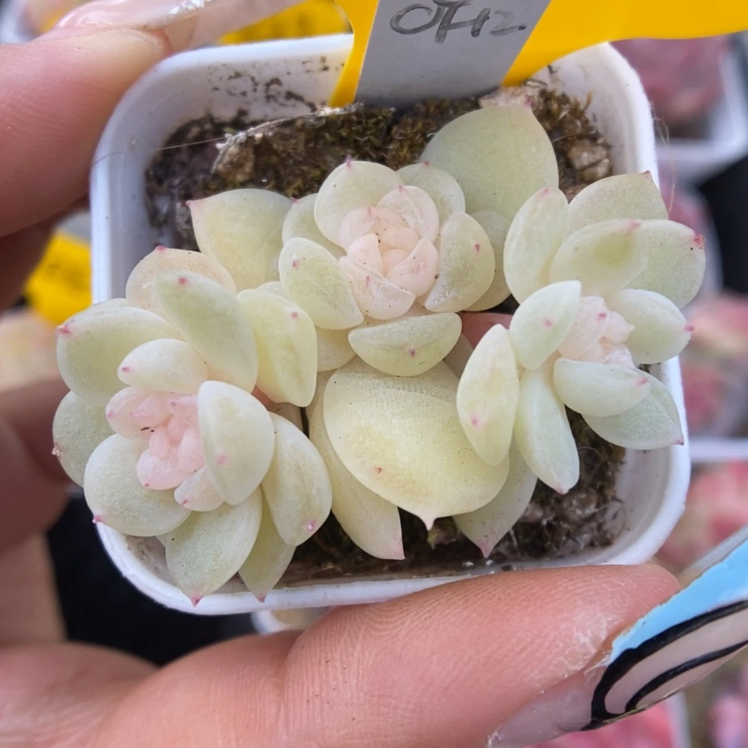 财富密码群生948号