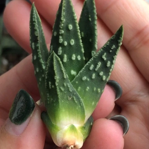 松挲掌侧牙无根哈哈哈