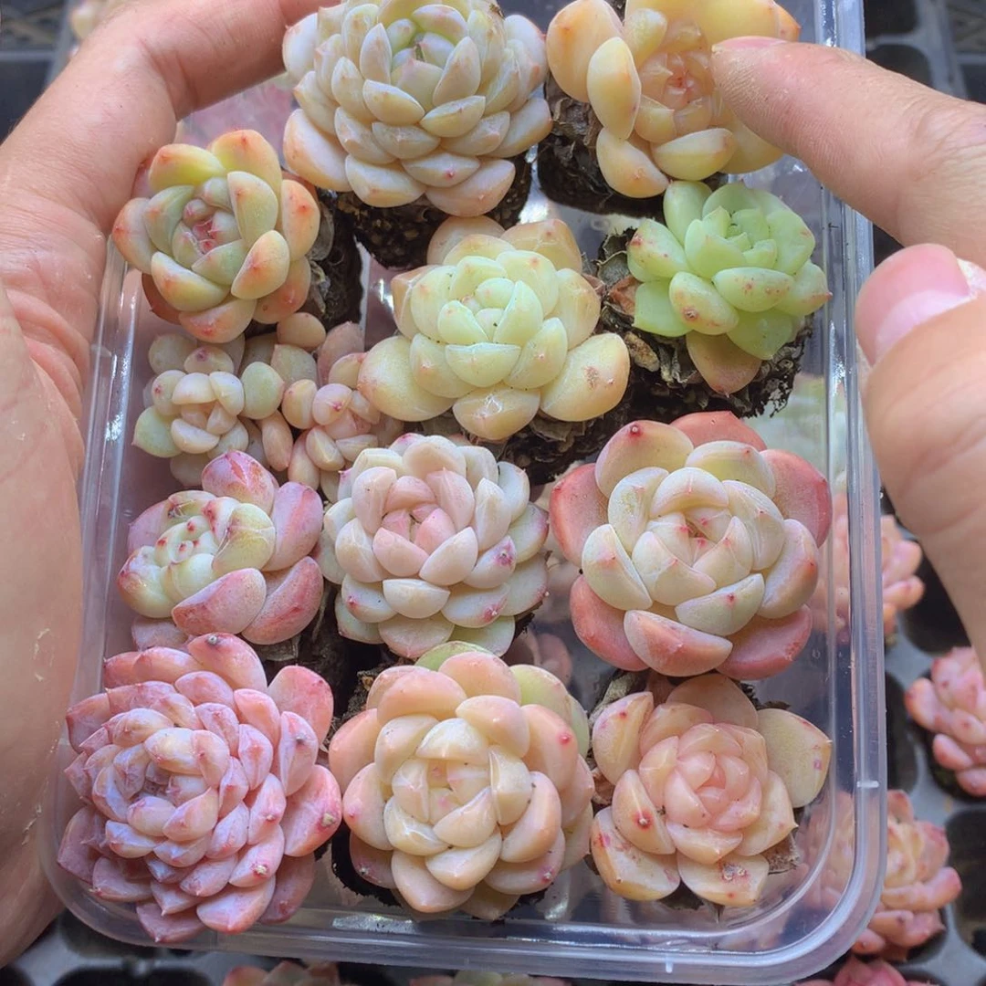 反反复复还是很开心020