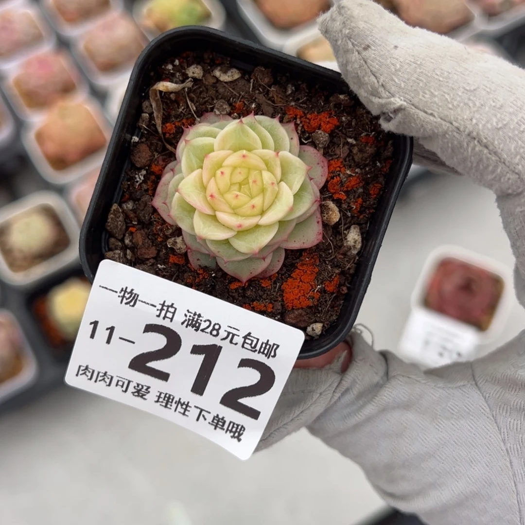 青璃多肉多肉多肉多肉