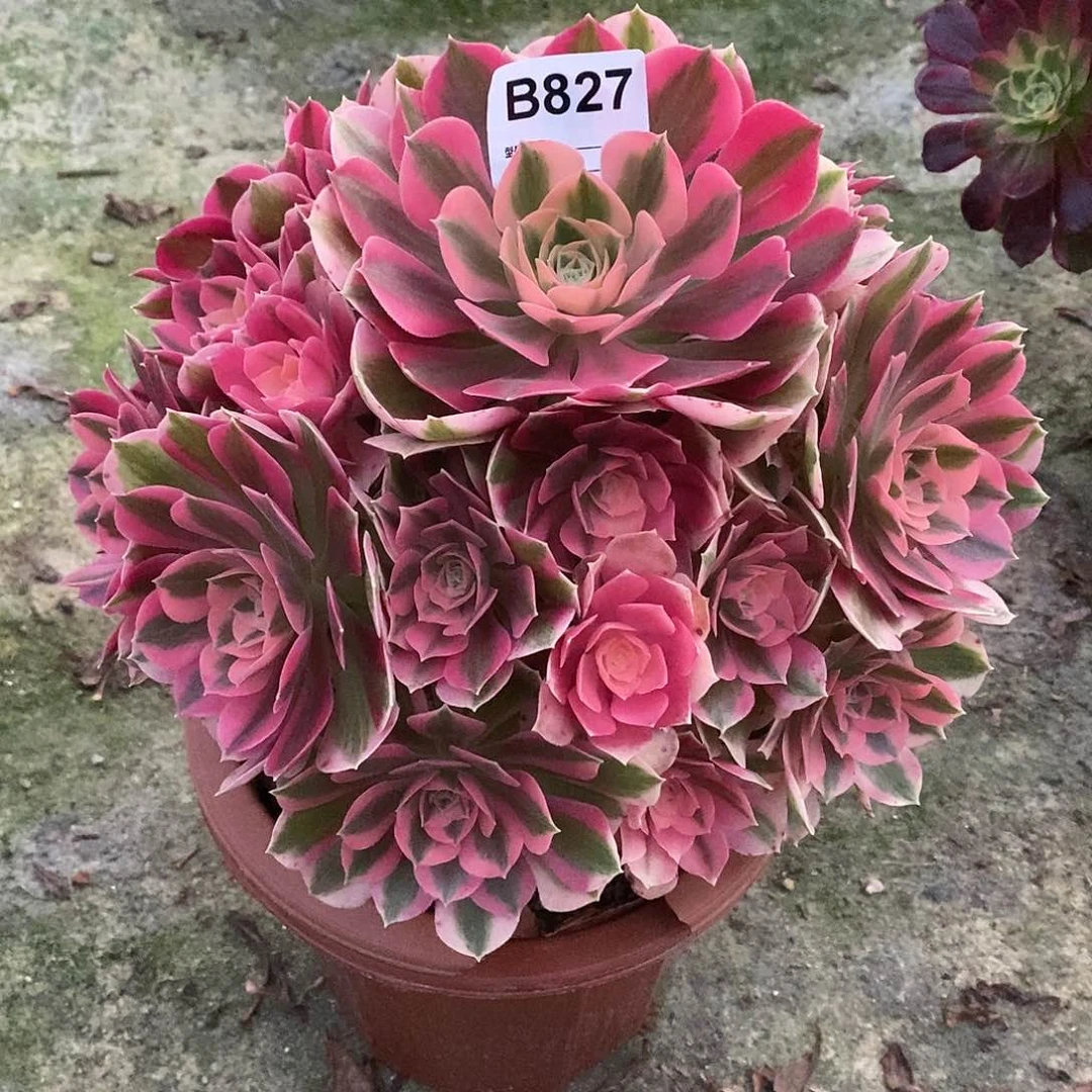 女巫多肉植物827