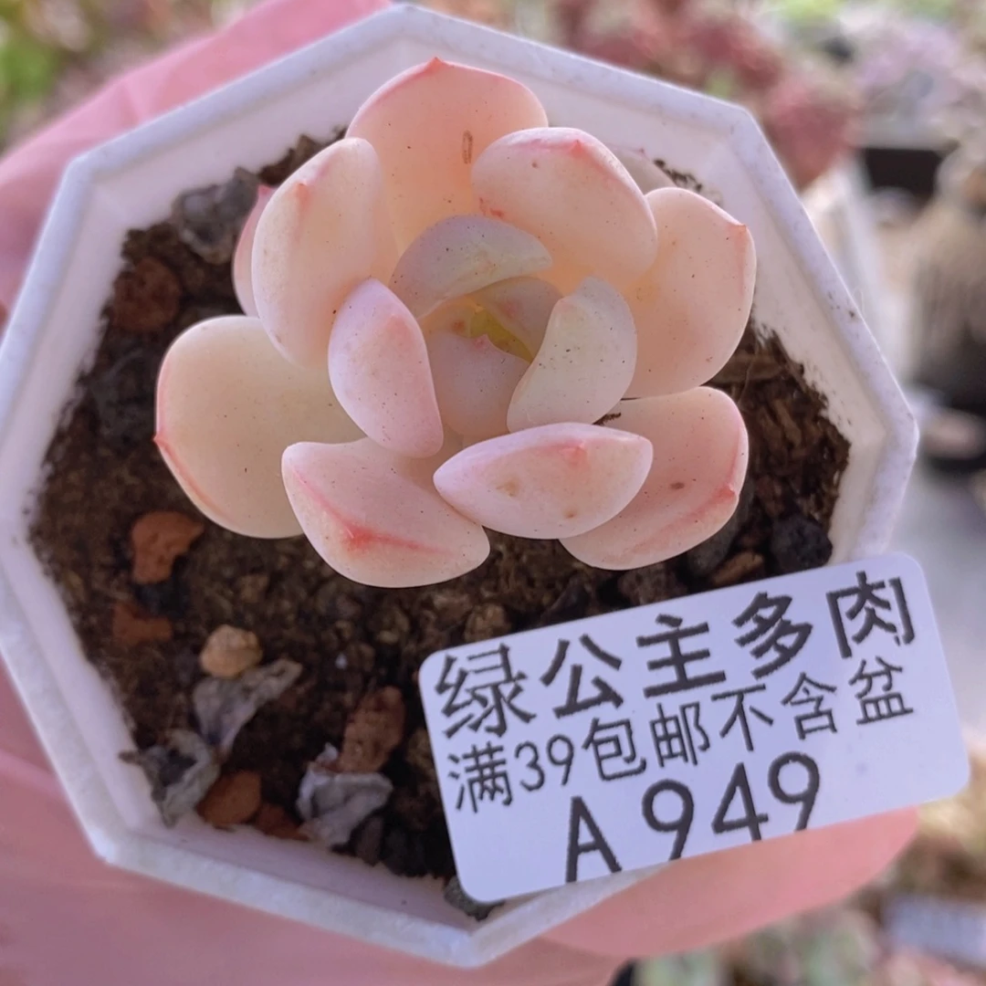 香草单头949多肉植物