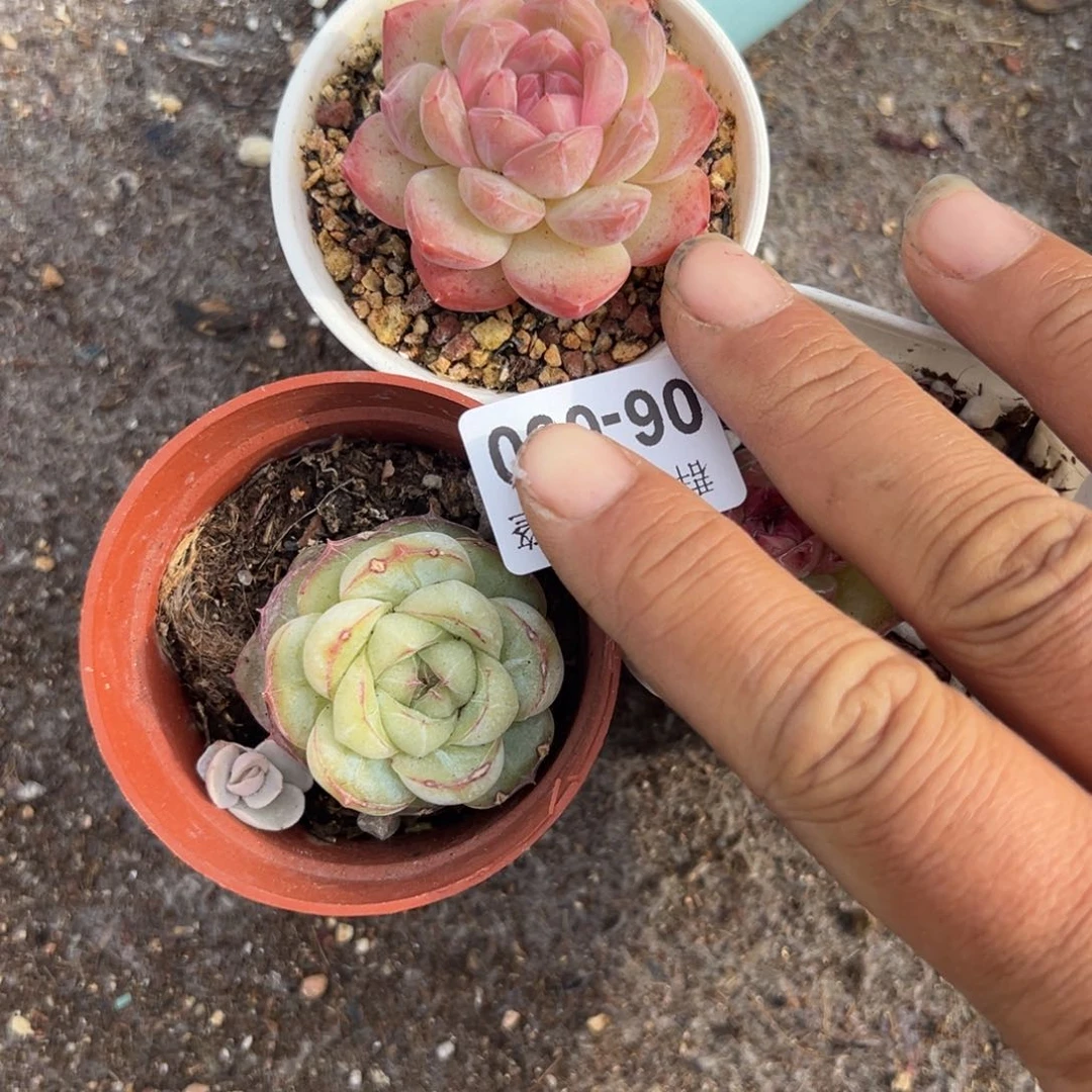 罗*岁小卡拉米糖心一物一拍6-60