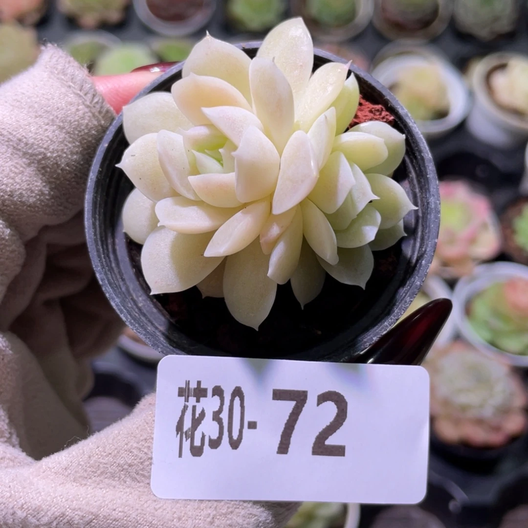 花利美30-72白冰雪女王