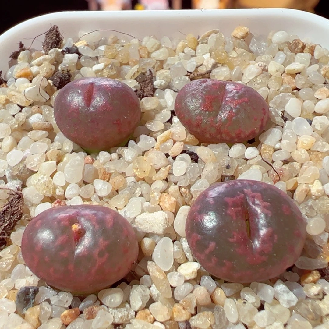 905-849多肉多肉亮窗勋章