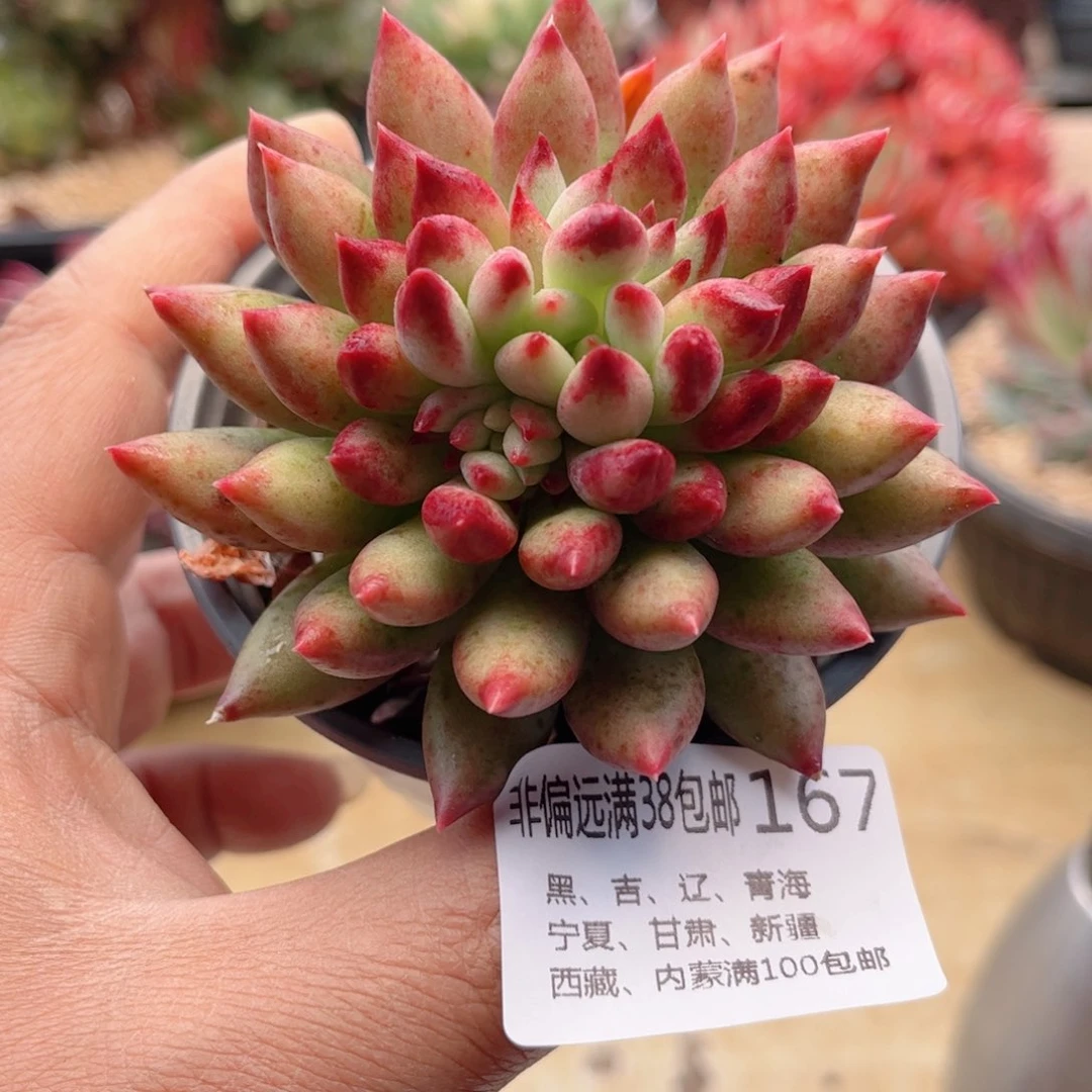 167二代虞美人德华多肉