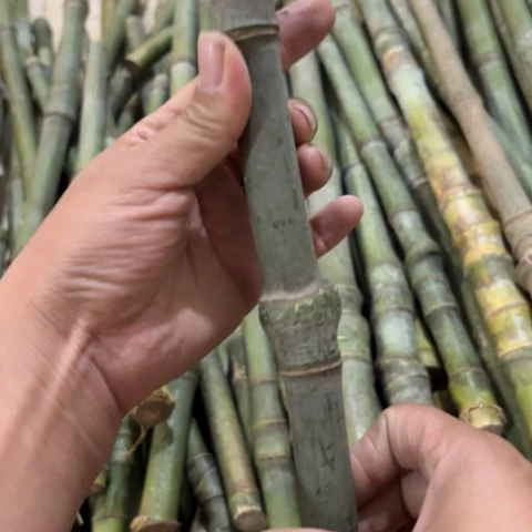 清***风实心竹竹竹竹竹竹竹竹竹