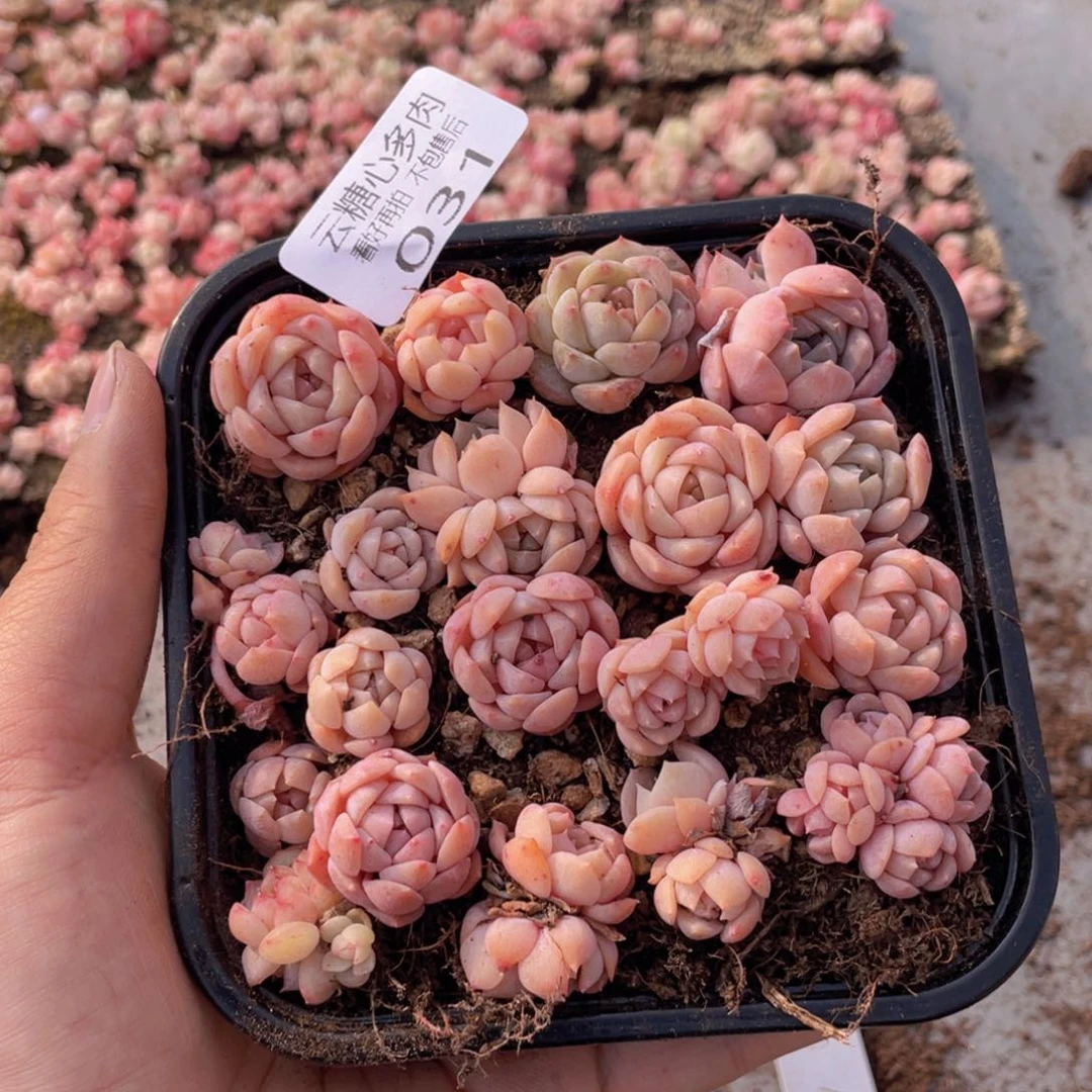 云糖心多肉植物31