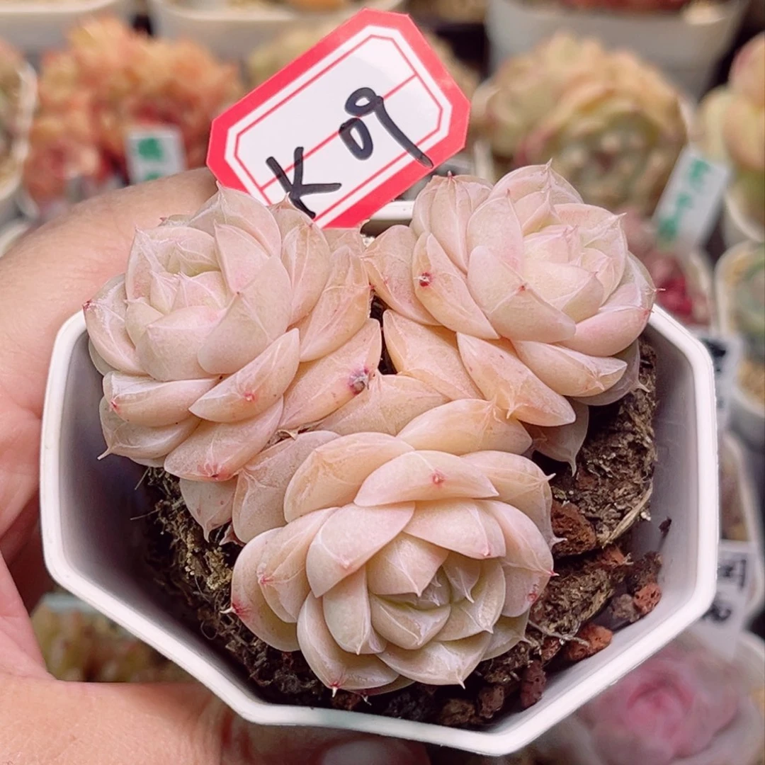 K09一物一拍 夏末