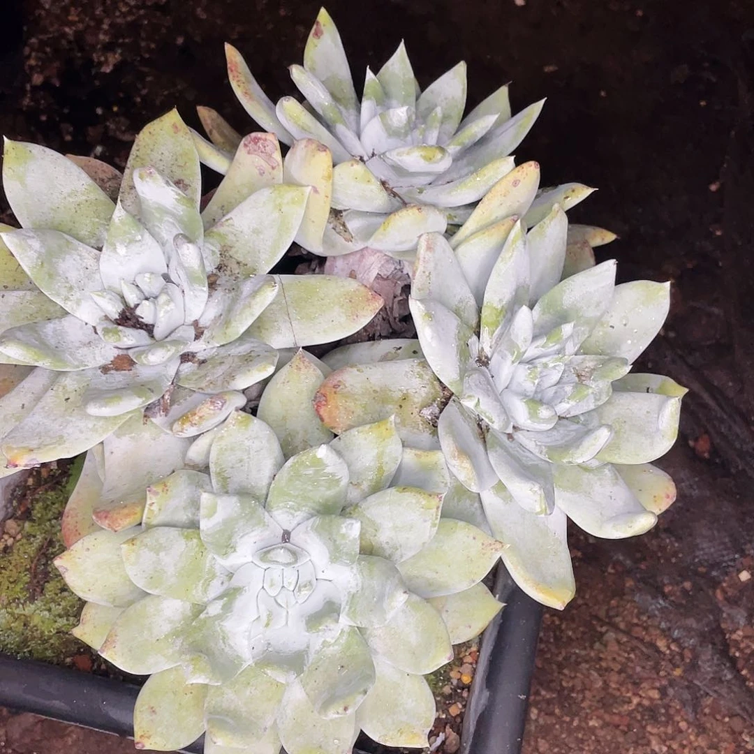 高****2牡丹苹果叶生日福利