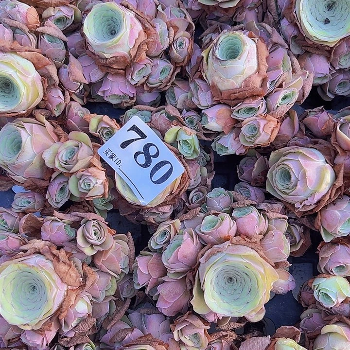 780玫瑰一颗19包邮