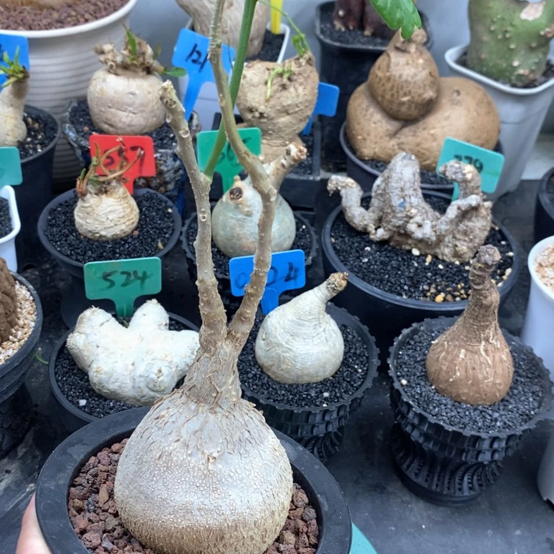 锦叶番红多肉植物