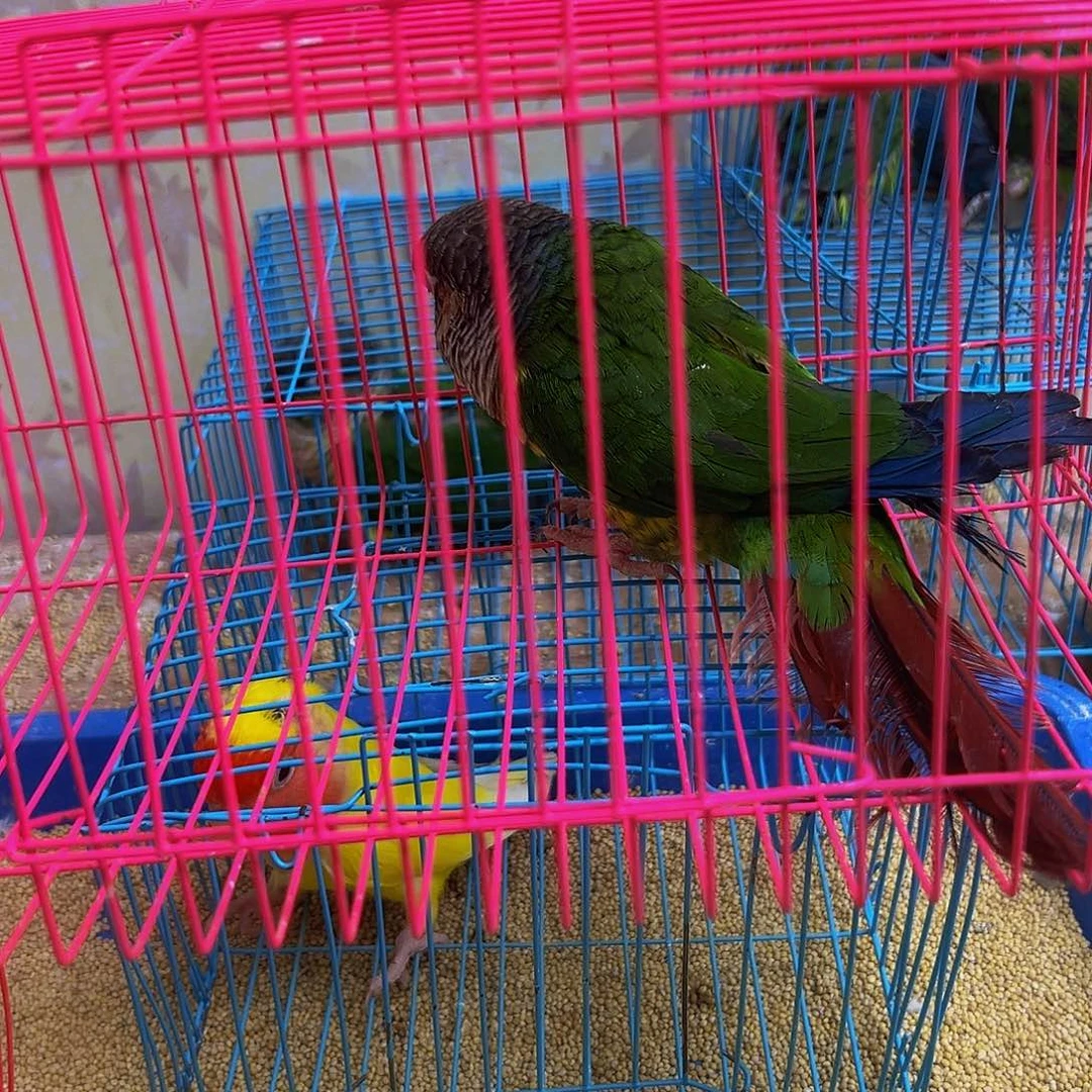 桃脸牡丹鹦鹉歪嘴一只